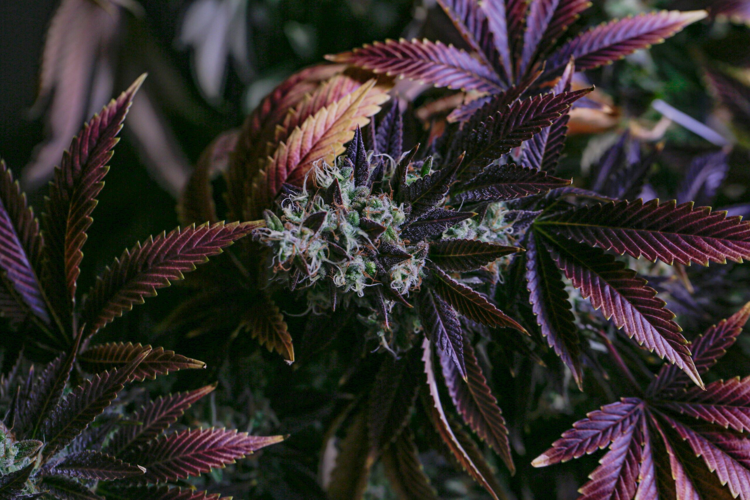 Purple Haze Cannabis Buds