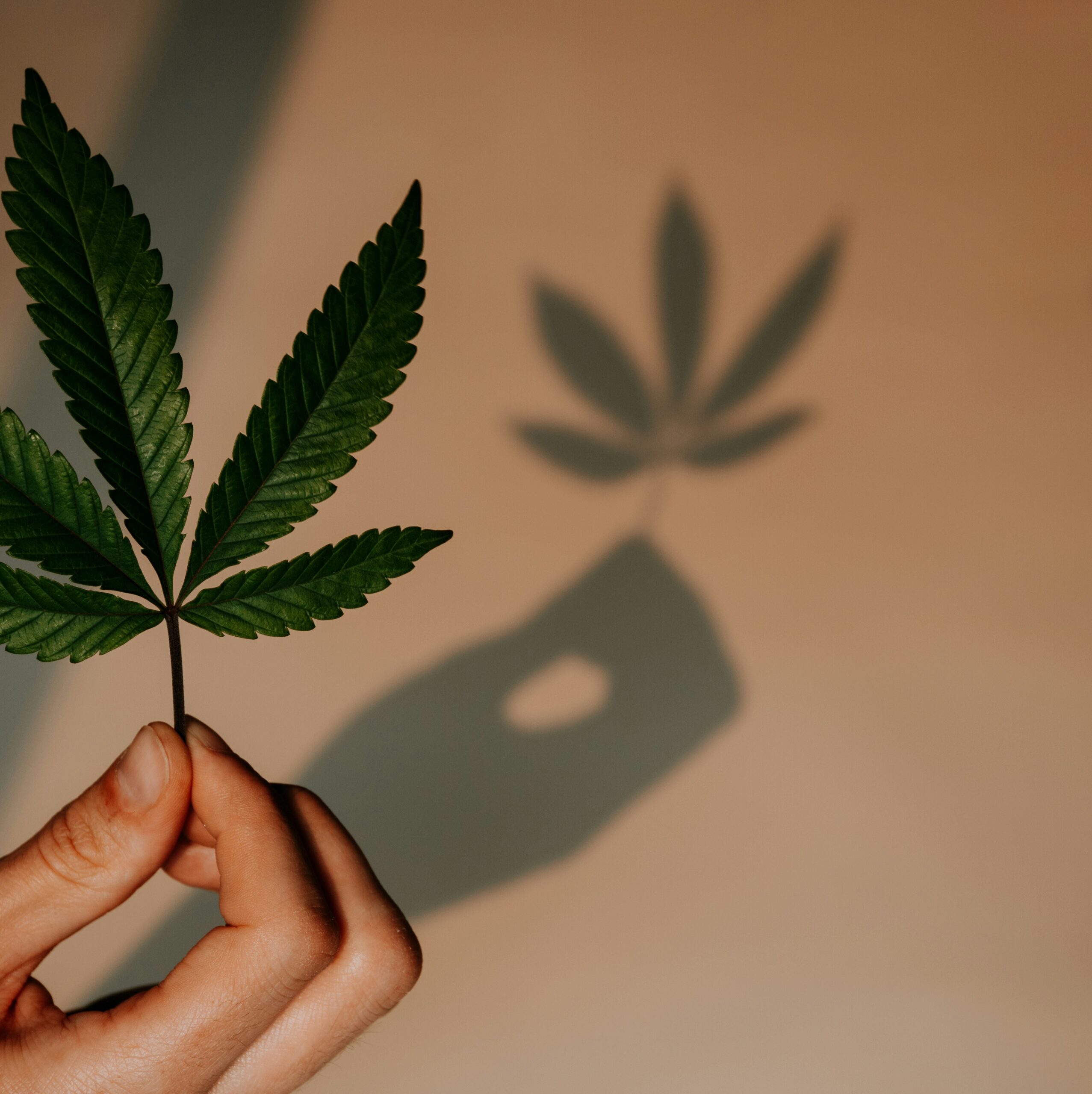 Hand holding a cannabis leaf - What is Cannabis?